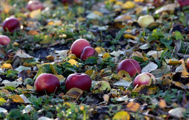 Is it possible to put apples in a compost heap: fallen, rotten