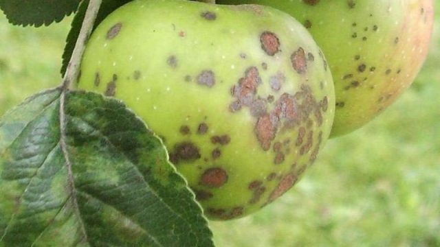 Is it possible to put apples in a compost heap: fallen, rotten