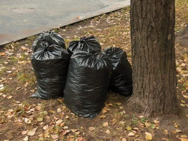 Is it possible to put apples in a compost heap: fallen, rotten