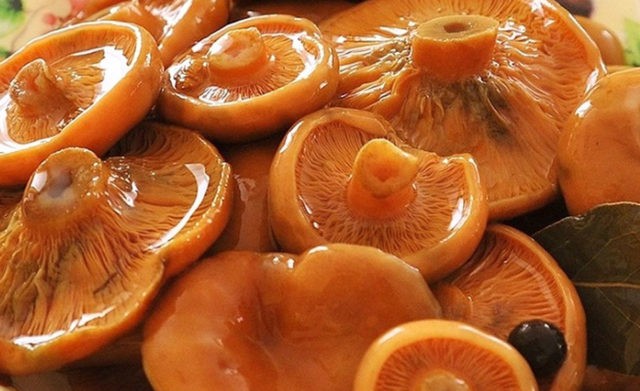 Is it possible to salt milk mushrooms and mushrooms together: salting and pickling recipes