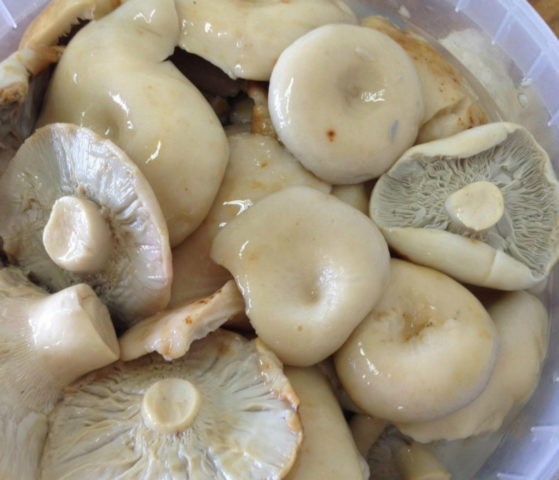 Is it possible to salt milk mushrooms and mushrooms together: salting and pickling recipes