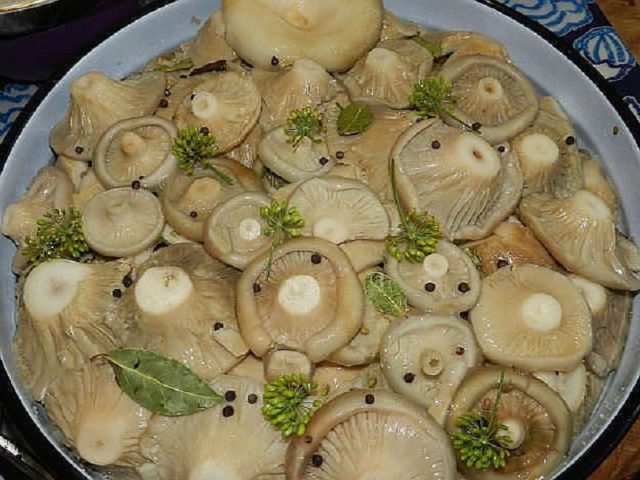 Is it possible to salt milk mushrooms and volnushki together