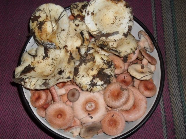 Is it possible to salt milk mushrooms and volnushki together