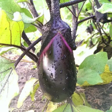 Is it possible to spray eggplants with boric acid for ovary