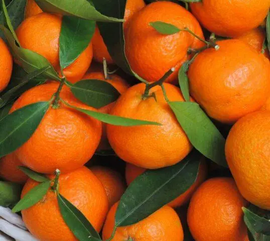 Is it possible to tangerines while breastfeeding