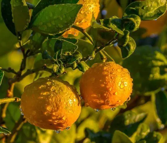 Is it possible to tangerines while breastfeeding