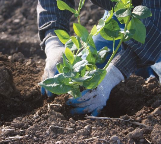 Is it possible to transplant blueberries to another place: in autumn, spring, summer, terms and rules