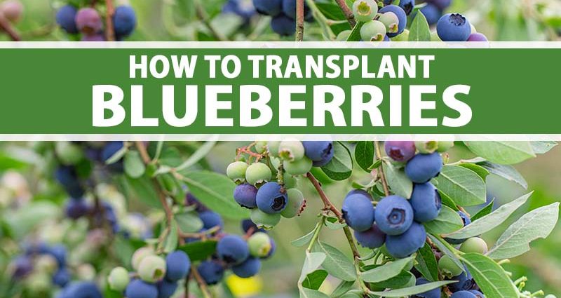 Is it possible to transplant blueberries to another place: in autumn, spring, summer, terms and rules