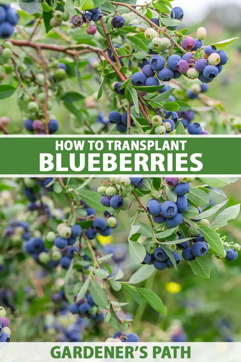 Is it possible to transplant blueberries to another place: in autumn, spring, summer, terms and rules