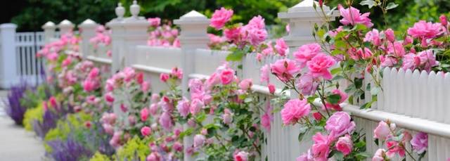 Is it possible to transplant roses in autumn