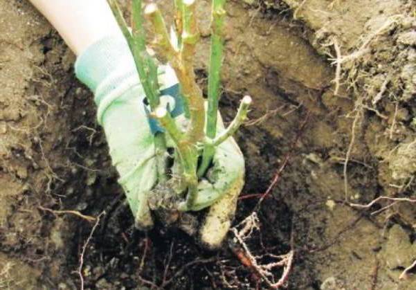 Is it possible to transplant roses in autumn