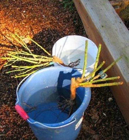 Is it possible to transplant roses in autumn