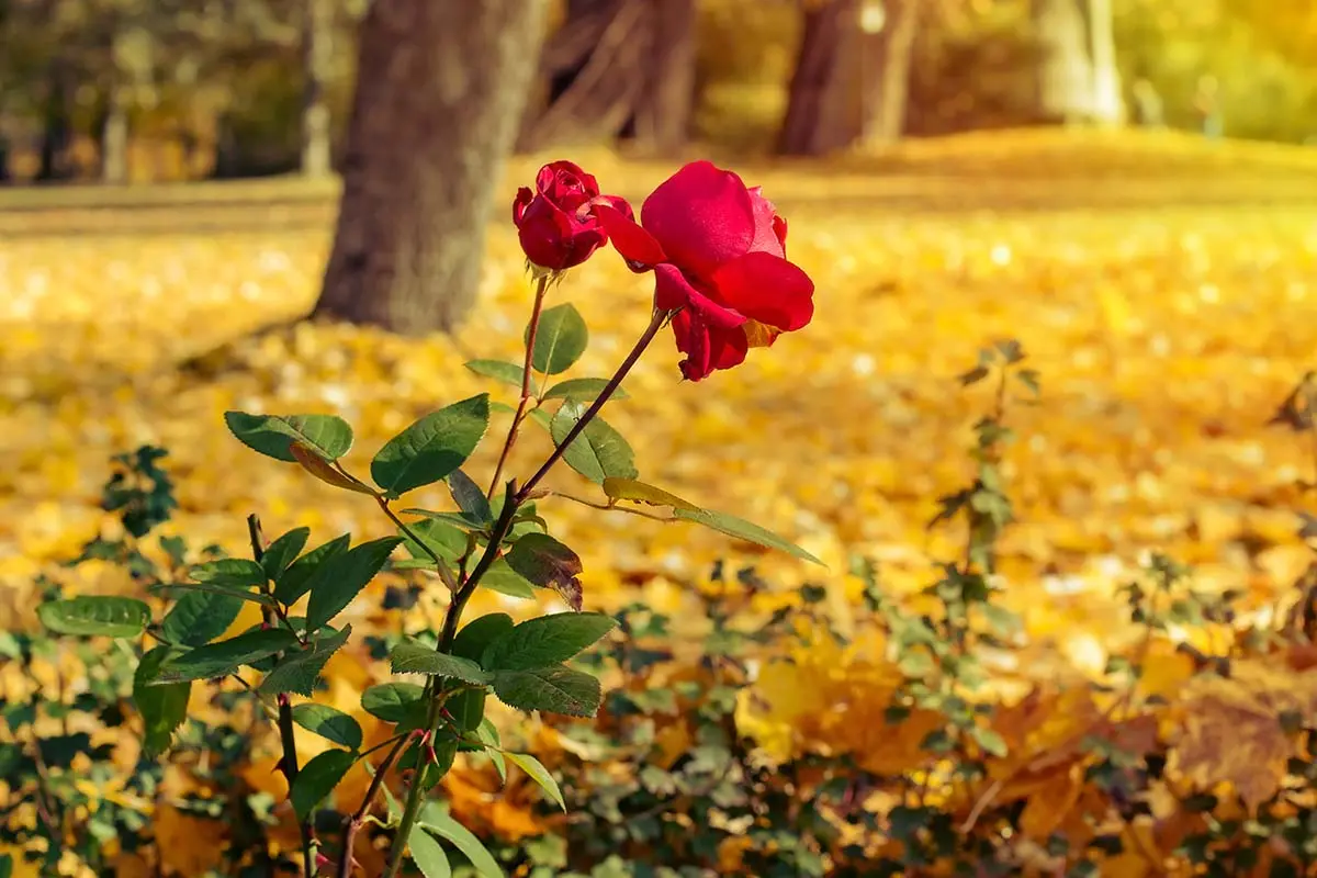 Is it possible to transplant roses in autumn