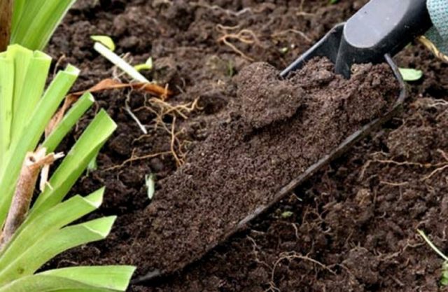 Is it possible to transplant tulips in the spring before flowering