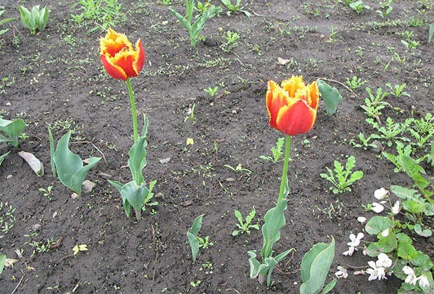 Is it possible to transplant tulips in the spring before flowering