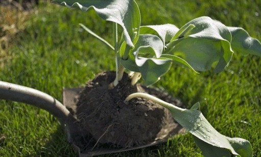 Is it possible to transplant tulips in the spring before flowering