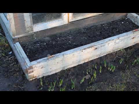 Is it possible to transplant tulips in the spring before flowering