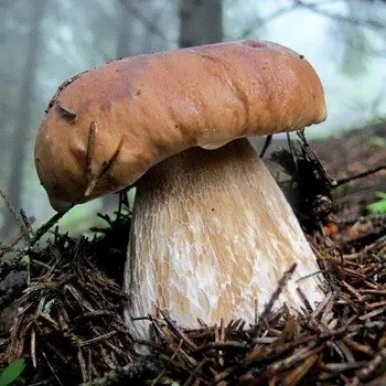 Is picking white mushrooms possible in October?
