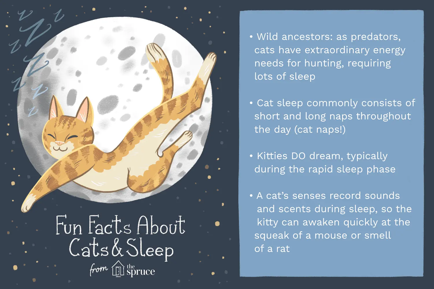 Is sleeping with a cat healthy? [WE EXPLAIN]