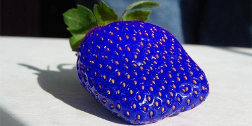 Is there a blue strawberry 