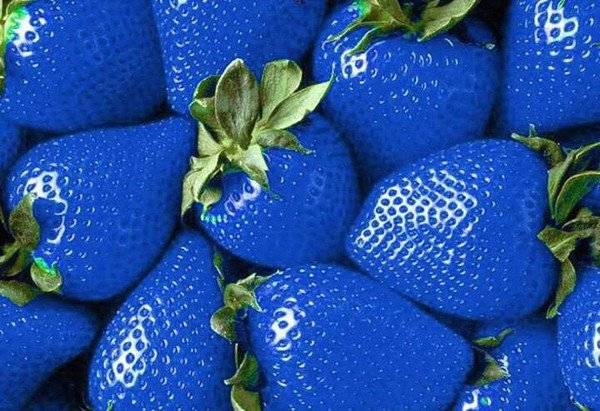 Is there a blue strawberry 