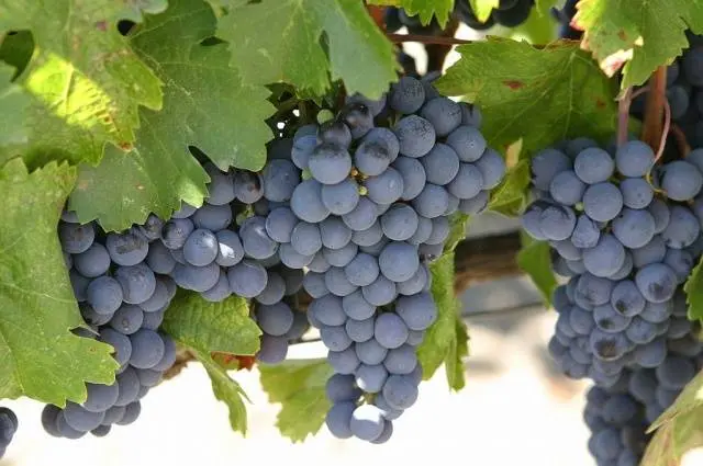 Isabella grape variety: planting and care