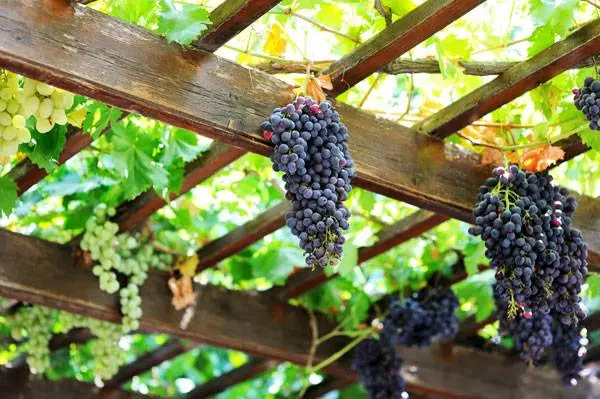 Isabella grape variety: planting and care