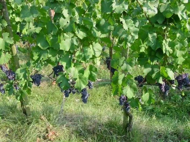 Isabella grape variety: planting and care