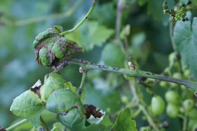 Isabella grape variety: planting and care