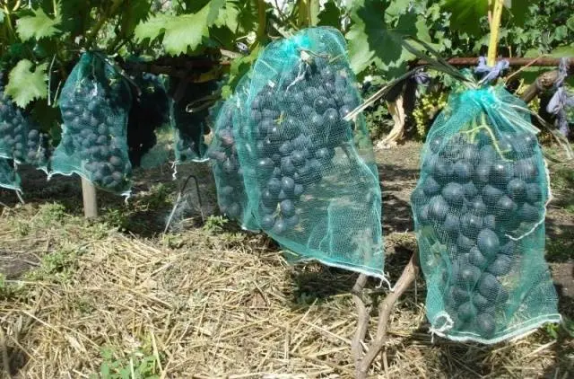 Isabella grape variety: planting and care