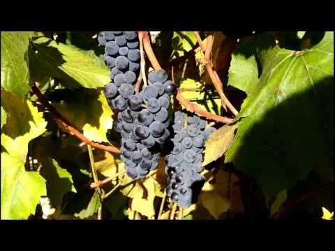 Isabella grape variety: planting and care