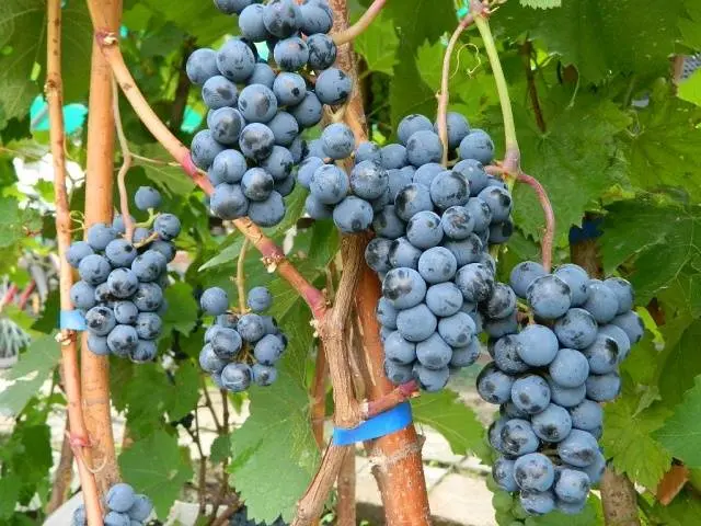 Isabella grape variety: planting and care