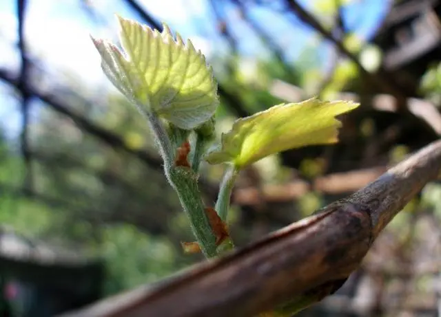 Isabella grape variety: planting and care