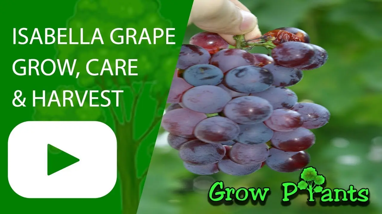 Isabella grape variety: planting and care