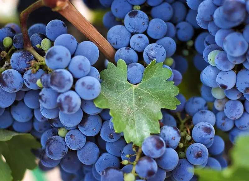 Isabella grapes: the main advantages and disadvantages