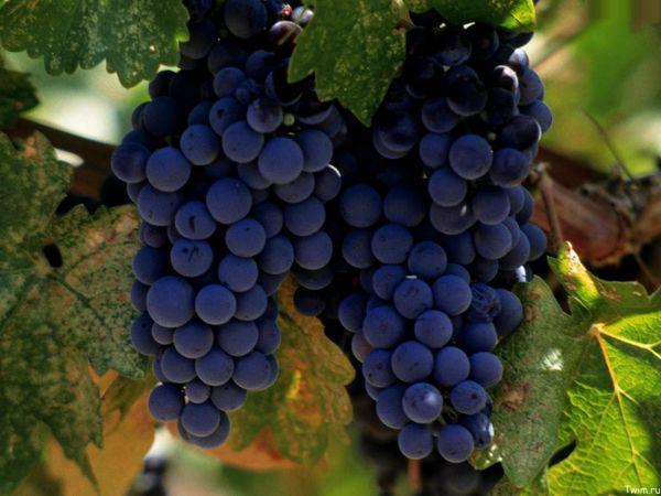 Isabella grapes: the main advantages and disadvantages