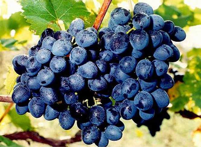 Isabella grapes: the main advantages and disadvantages