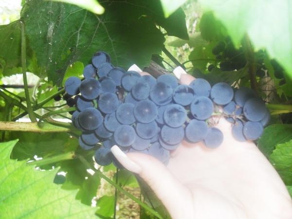 Isabella grapes: the main advantages and disadvantages