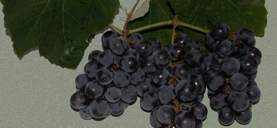 Isabella grapes: the main advantages and disadvantages