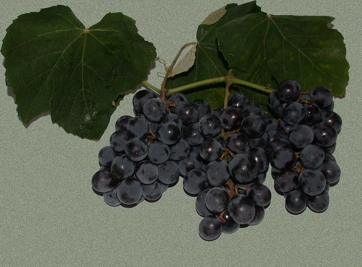 Isabella grapes: the main advantages and disadvantages