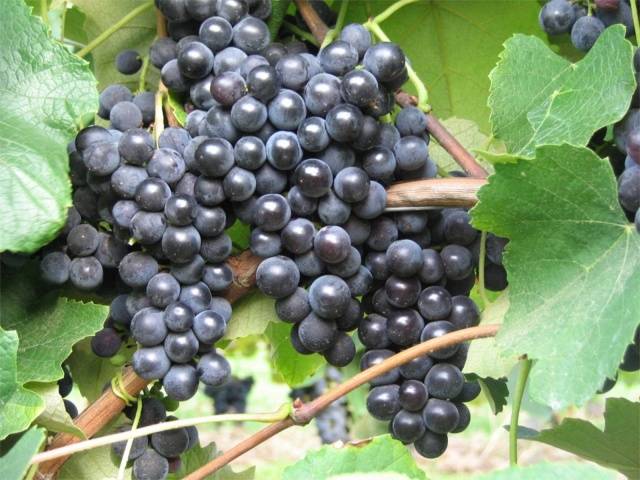 Isabella&#8217;s Homemade Grape Wine Recipe