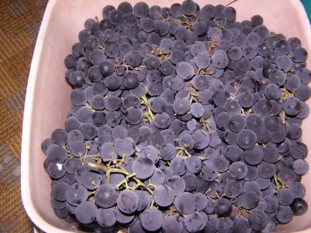 Isabella&#8217;s Homemade Grape Wine Recipe