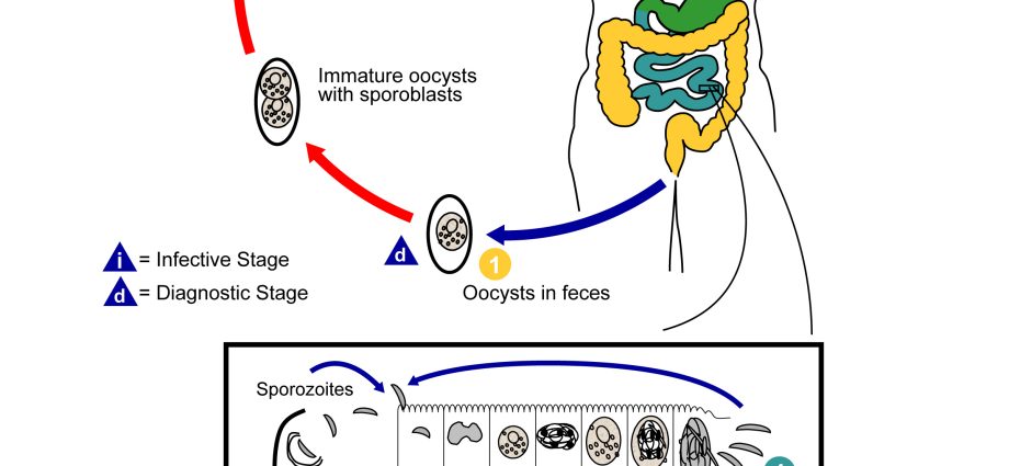 Isosporosis &#8211; causes, symptoms, diagnosis. How to treat isosporosis?