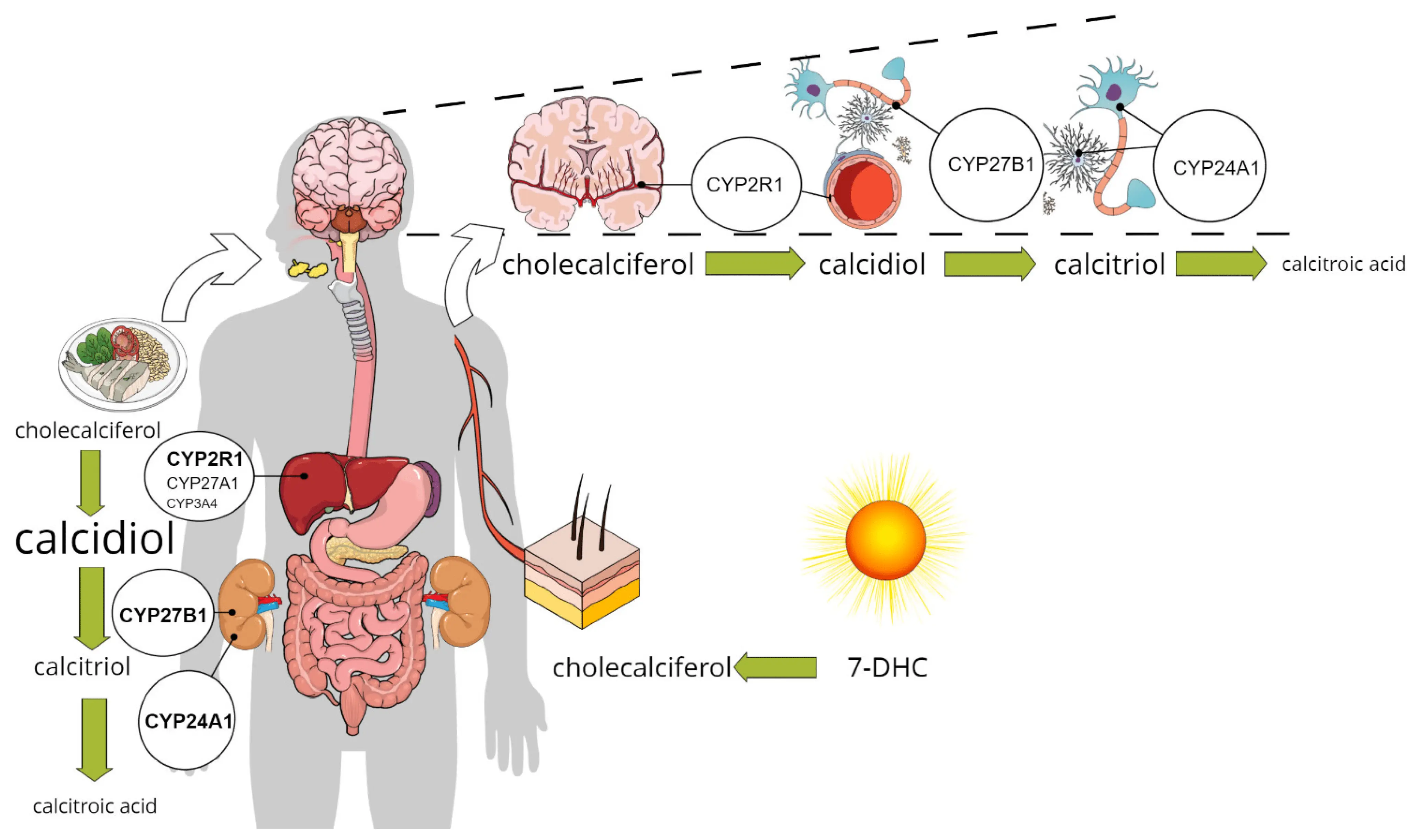 It protects against dementia, cancer and ADHD. Vitamin available for free