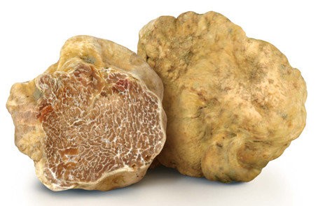 Italian truffle (Tuber magnatum) photo and description