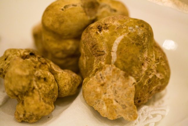 Italian white truffle (Piedmont truffle): edibility, description and photo