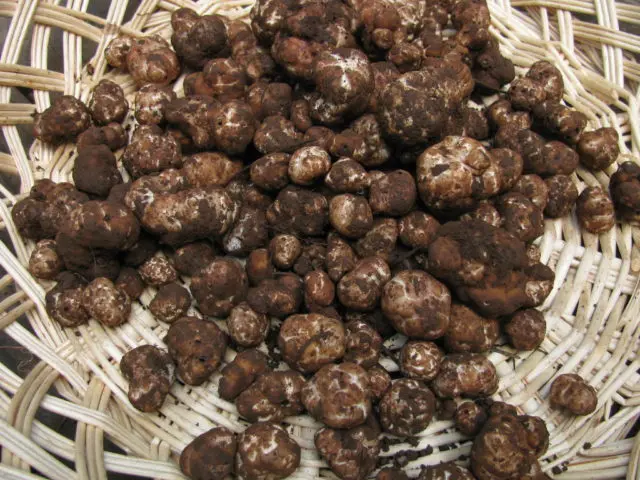 Italian white truffle (Piedmont truffle): edibility, description and photo