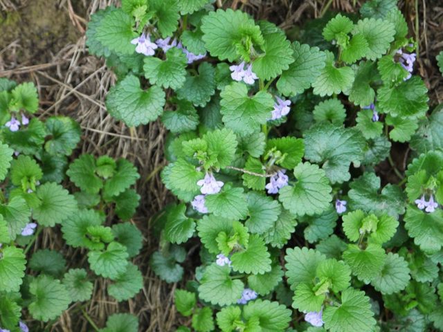 Ivy-shaped budra grass (hanging, dog mint): medicinal properties and contraindications, photo and description