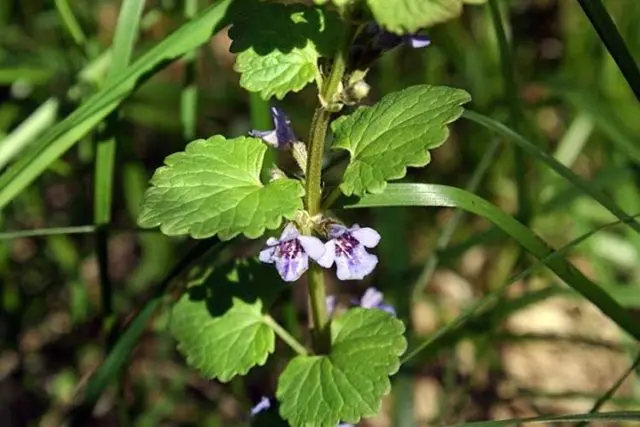 Ivy-shaped budra grass (hanging, dog mint): medicinal properties and contraindications, photo and description