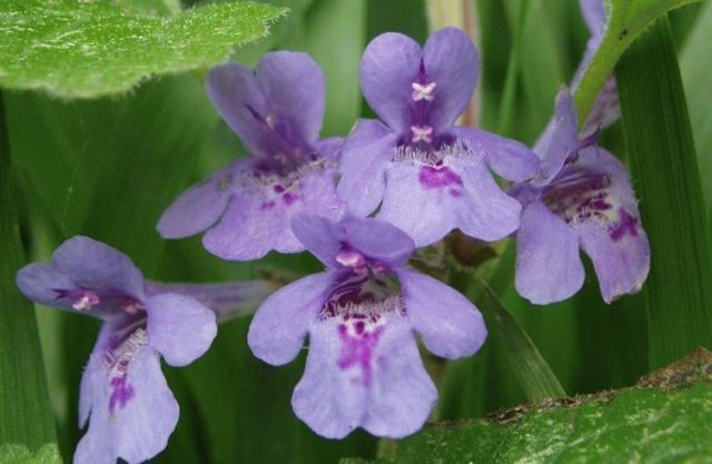 Ivy-shaped budra grass (hanging, dog mint): medicinal properties and contraindications, photo and description